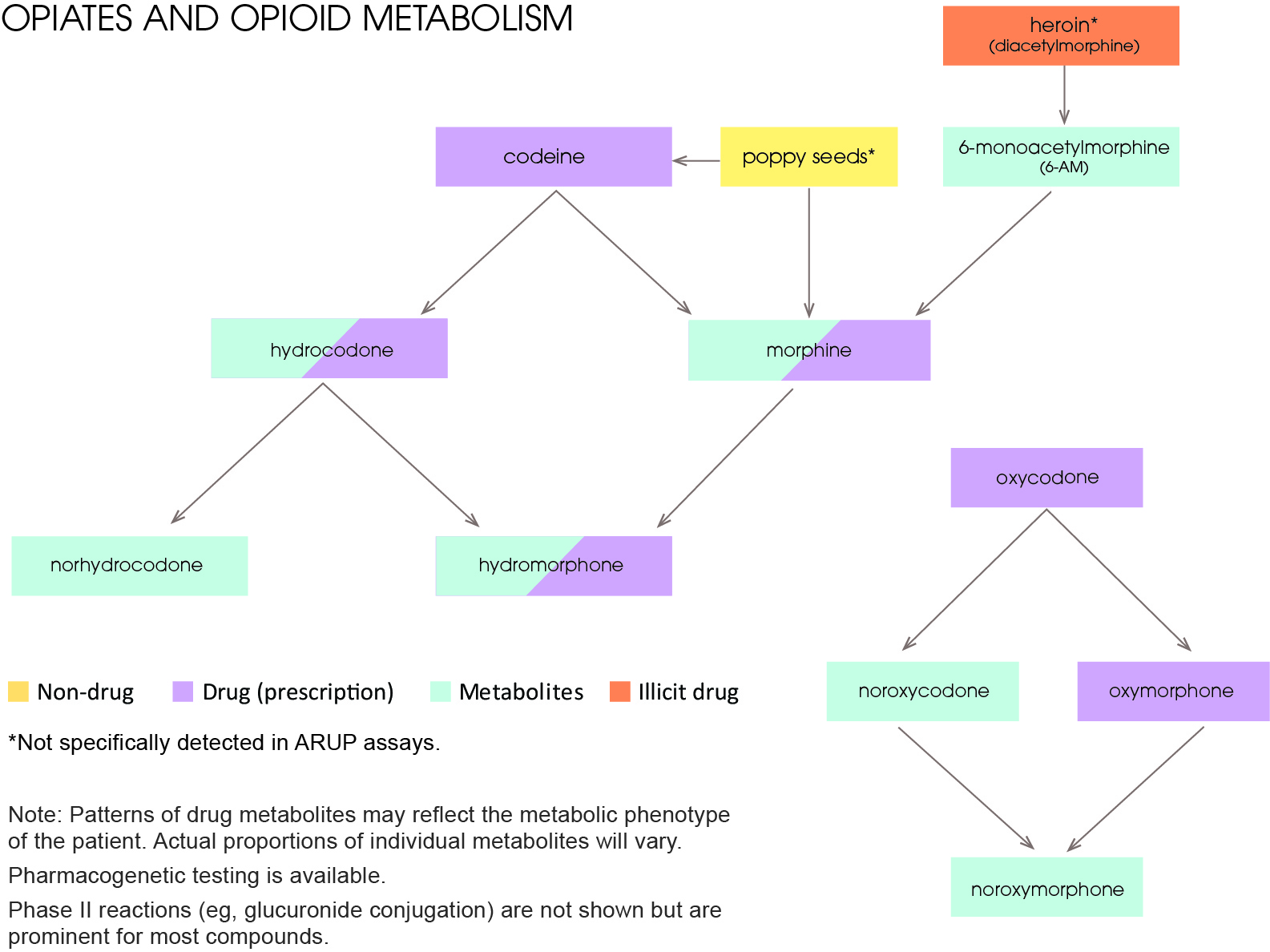 Opioid Metabolism Chart